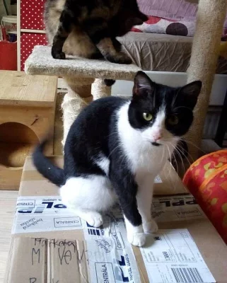 Akční kočka ZÁSILKA