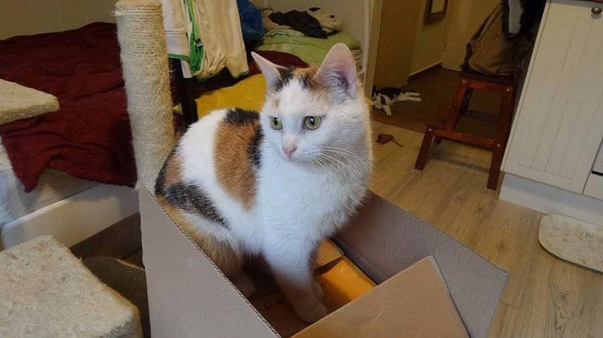 Trojbarevná krasavice KLÁRKA