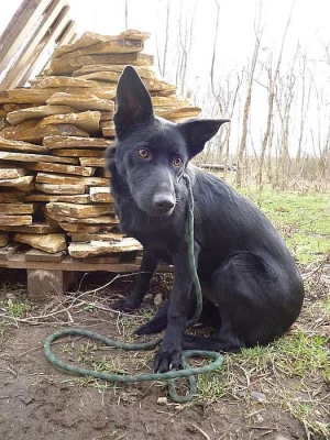 Mazlivá roční FIALKA