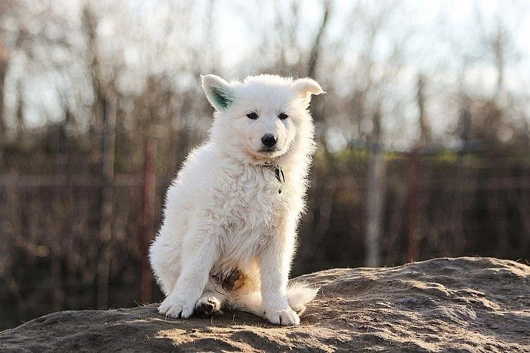 Bílý švýcarský ovčák