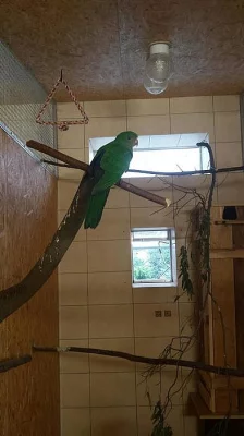 Papoušek Královský