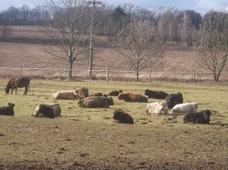 Prodám krávy Highland,Galloway