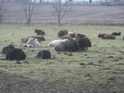 Prodám krávy Highland,Galloway