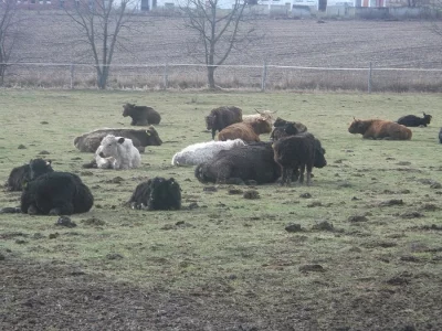 Prodám krávy Highland,Galloway