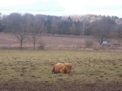 Prodám krávy Highland,Galloway