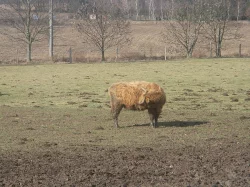 Prodám krávy Highland,Galloway