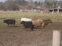 Prodám krávy Highland,Galloway