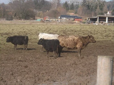 Prodám krávy Highland,Galloway
