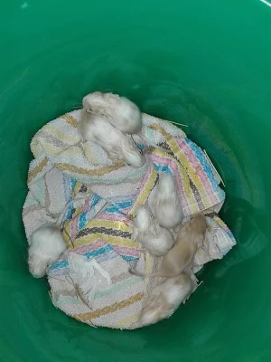 Pískový sand a sand white osmák degu