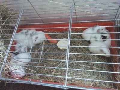 Morčátka na prodej