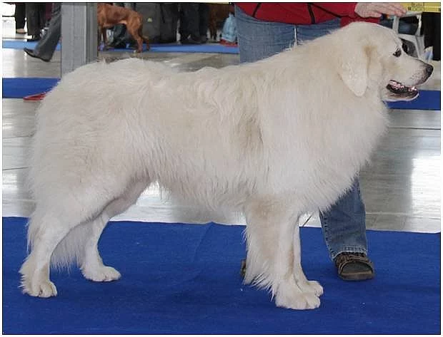 Slovenský čuvač - štěňata s PP