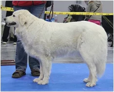 Slovenský čuvač - štěňata s PP