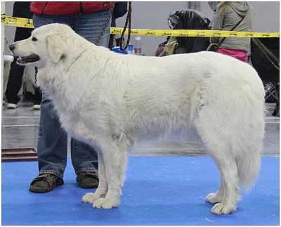 Slovenský čuvač - štěňata s PP