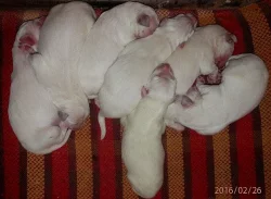 Slovenský čuvač - štěňata s PP