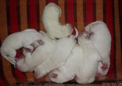 Slovenský čuvač - štěňata s PP