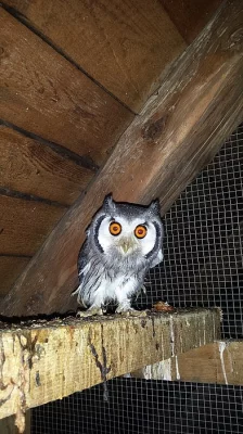 výreček bělolící