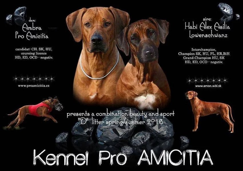 Rhodéský ridgeback štěňata jar 2016