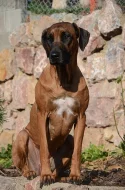 Rhodéský ridgeback štěňata jar 2016