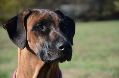Rhodéský ridgeback štěňata jar 2016