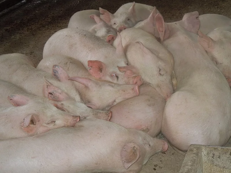 Prodám vykrmené prase
