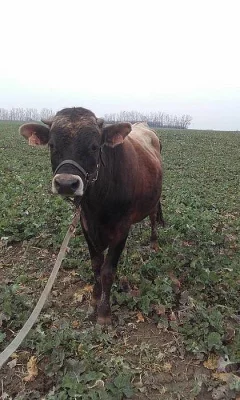 Prodám býka jersey