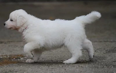 Slovenský čuvač - poslední štěňata