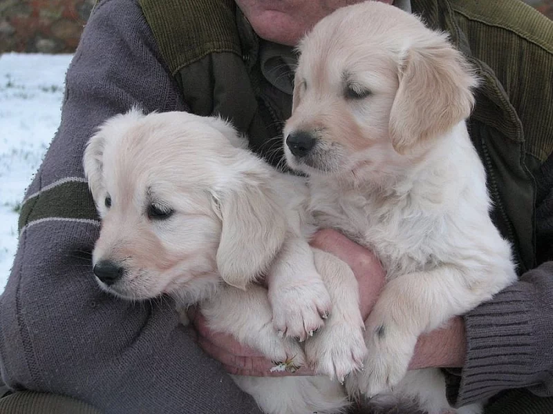 Fenečky zlatého retrívra na prodej