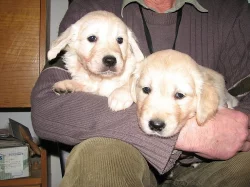 Fenečky zlatého retrívra na prodej