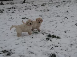 Fenečky zlatého retrívra na prodej