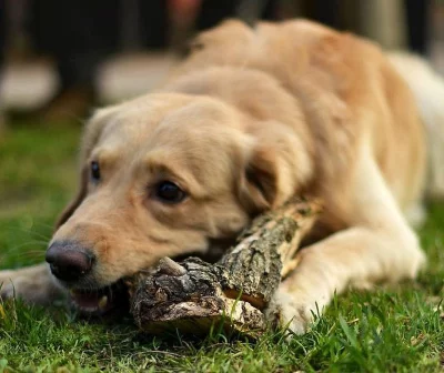 Zlatý retrívr - darujeme psa