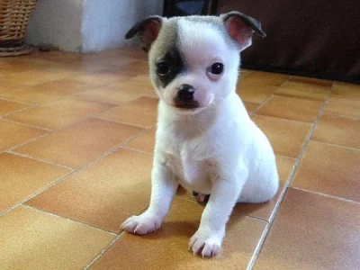 ČIVAVA KRÁTKOSRSTÁ a DLOUHOSRSTÁ - PSÍCI s PP