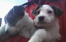 Parson Russell terier bez PP