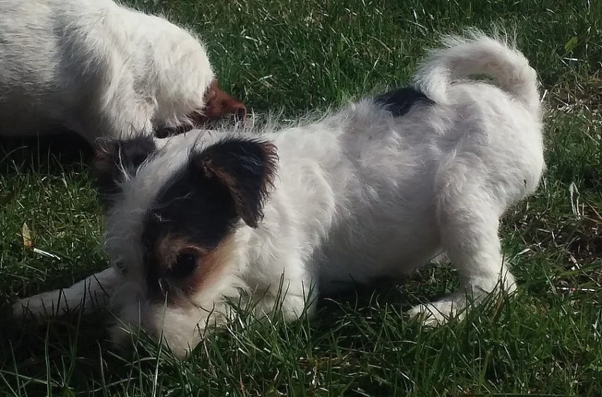 Parson Russell terier bez PP