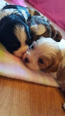 Kavalír King Charles španěl na prodej s PP