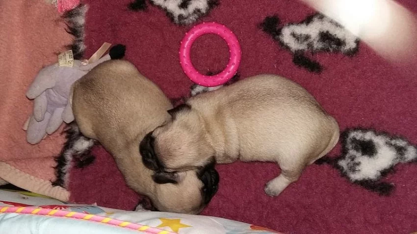 Mops na prodej s PP