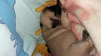 Mops na prodej s PP