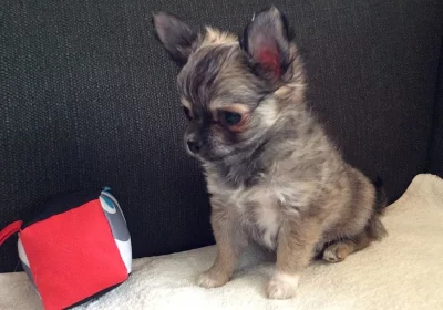 Čivava dlohosrstá s pp