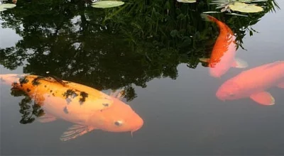 Výlov 900 kg kapra (koi) dne 26.3.2016