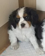 Kavalír King Charles španěl na prodej s PP