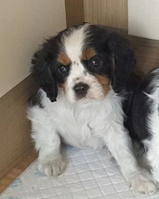 Kavalír King Charles španěl na prodej s PP