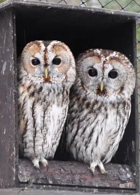 Puštík obecný- platí do smazání