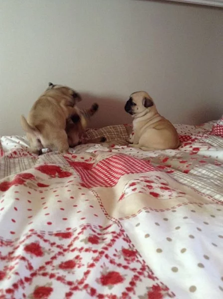 Mops na prodej s PP