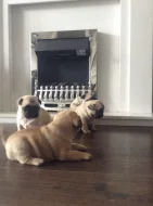Mops na prodej s PP
