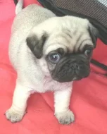 Mops - nabízím k zadání štěňata s PP