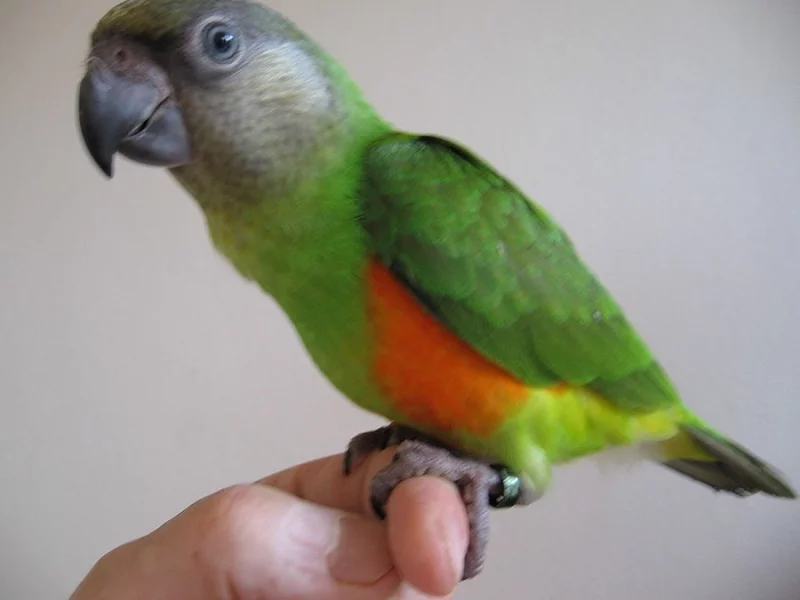 Papoušek senegalský