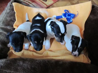 Jack Russell Terier - štěňátka