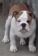 anglicky buldok s PP