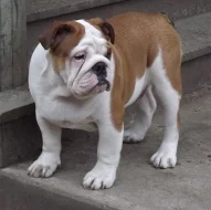 anglicky buldok s PP