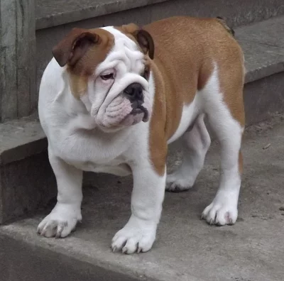 anglicky buldok s PP