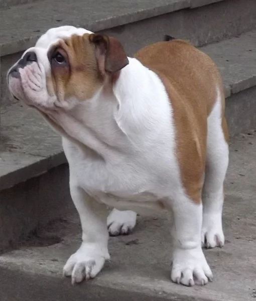 anglicky buldok s PP